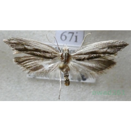 Ypsolopha scabrella (Linnaeus, 1761) Czech67i